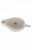 Antique Early 19th Century Italian Doccia Porcelain Sauce or Gravy Boat, Circa 1815 For Sale - Image 13 of 17
