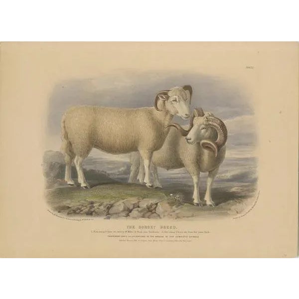 Old colored lithograph by Fairland after W. Nicholson, from "The Breeds of the Domestic Animals of the British Isles" by...