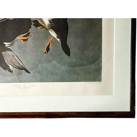 Large Framed John James Audubon Golden-Eyed Duck Primordial Folio Print For Sale - Image 12 of 14