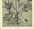 Contemporary 1902 Antique French Botanical-Encyclopedia De La Plante-Primrose, With Documentation For Sale - Image 3 of 4