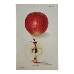 1907 Red Delicious Apple Engraving Print