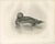 After Lilian Medland, Duck Preening, 1909, Print For Sale - Image 3 of 9