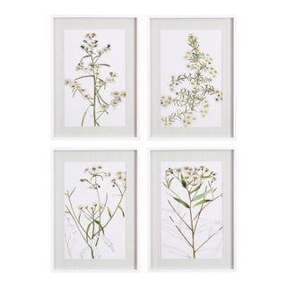 Daisy Prints, Set Of 4 For Sale