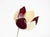 Symanka-Sy 1 Floor Lamp by Günter Ssymmank, Germany, 1959 For Sale - Image 16 of 18