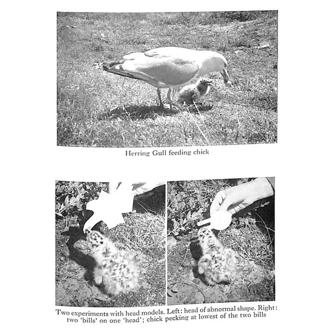 "Social Behaviour in Animals With Special Reference to Vertebrates" 1965 Tinbergen, N. For Sale - Image 11 of 11