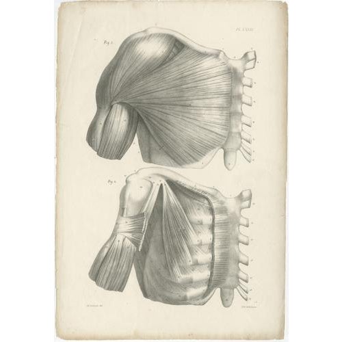 Jules Cloquet, French Anatomical, 1821, Lithograph, Set of 3 For Sale - Image 3 of 10