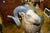 Antique Folk Art, Carved Life Size Mountain Goat - Ram For Sale - Image 6 of 15