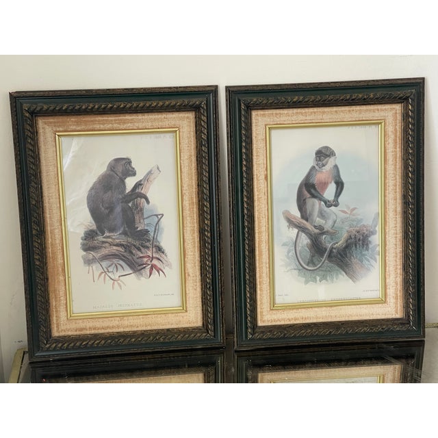 Safari Antique Monkey Macau’s Chromolithographs Smith & Hnarth - a Pair For Sale - Image 3 of 9