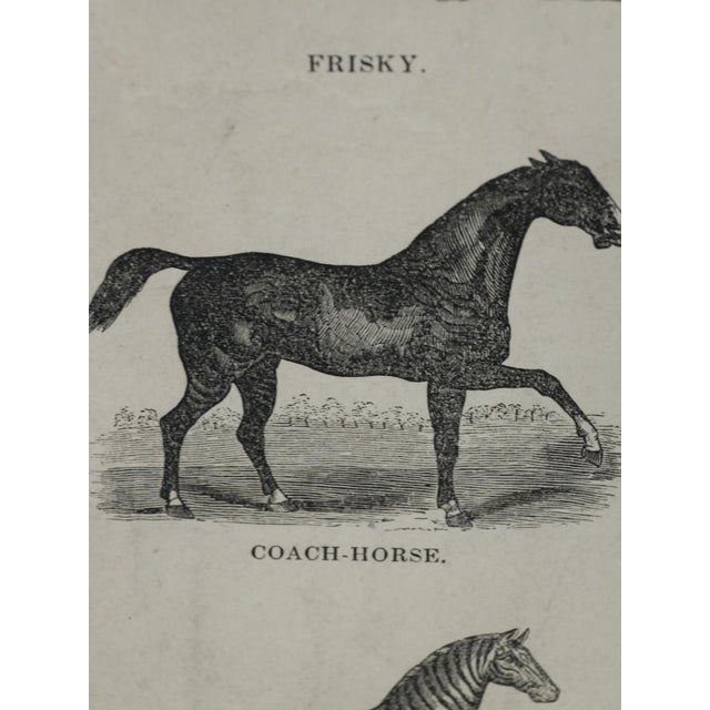 Webb & Millington, The Panorama of Horses, 1850, Engraving For Sale - Image 12 of 18
