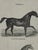 Webb & Millington, The Panorama of Horses, 1850, Engraving For Sale - Image 12 of 18