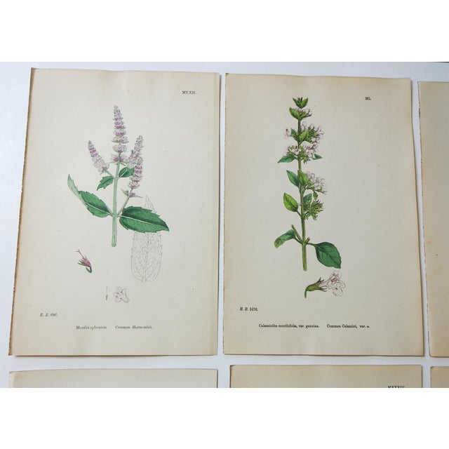 Set of 12 hand colored lithograph botanical prints in pink and lavender book plates by John Edward Sowerby. Published by...