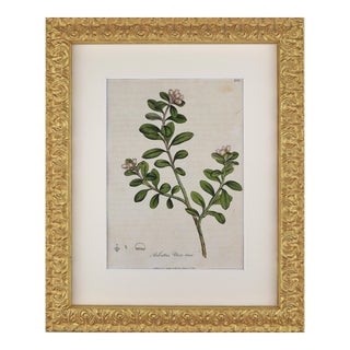 Early 19th Century English Hand Colored Floral Botanical Engraving by William Woodville For Sale