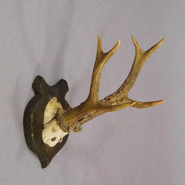 Lovely Antique Roe Deer Trophy on Wooden Plaque, Germany ca.1930s For Sale - Image 4 of 6