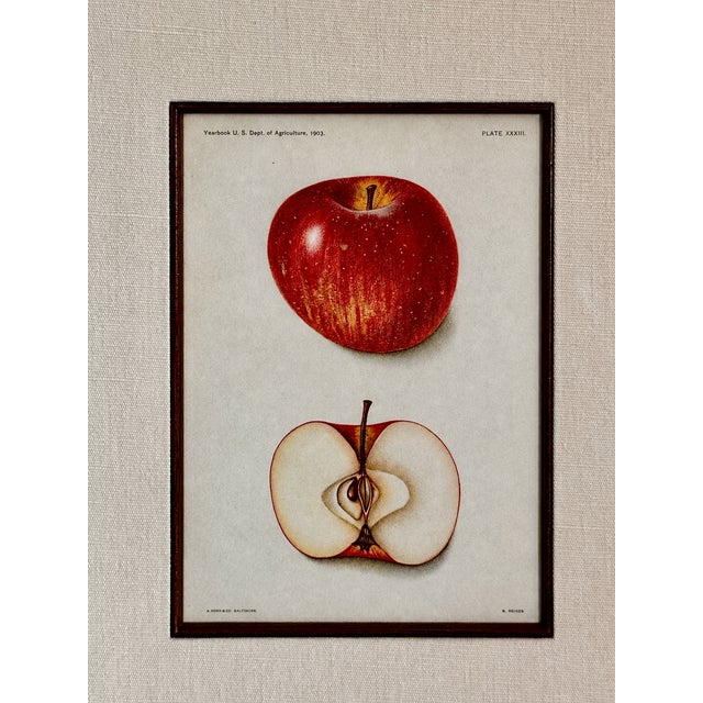 Original Antique 1903 Usda York Imperial Apple Chromolithograph | Lyons Ltd. Provenance | Armand Lee Custom Framing | Bertha Heiges For Sale - Image 10 of 16