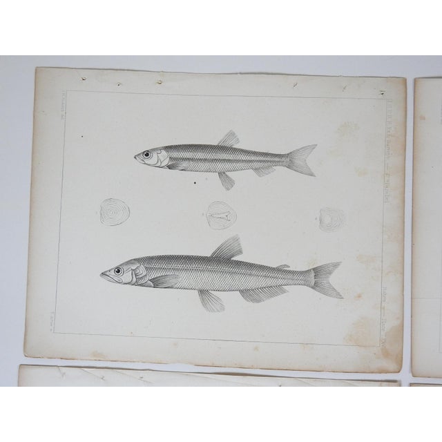 Set of 4 antique mid 19th century lithograph on paper of fish book plate. Published by the US Pacific Railroad Exploration...