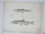 Set of 4 antique mid 19th century lithograph on paper of fish book plate. Published by the US Pacific Railroad Exploration...