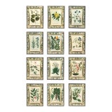 Set of Twelve Botanical Engravings by Johann Weinmann, Circa 1737–1745 For Sale