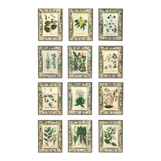 Set of Twelve Botanical Engravings by Johann Weinmann, Circa 1737–1745 For Sale