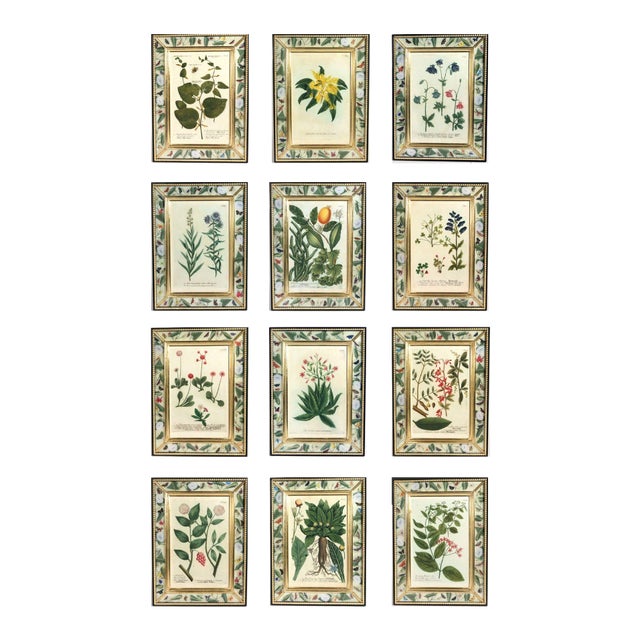 Set of Twelve Botanical Engravings by Johann Weinmann, Circa 1737–1745 For Sale