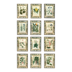 Set of Twelve Botanical Engravings by Johann Weinmann, Circa 1737–1745