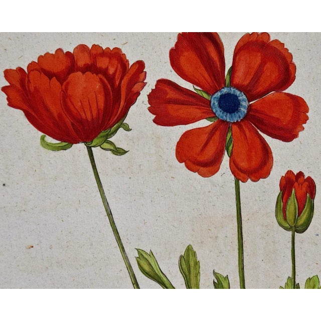 Basilius Besler Buttercup Flowers: A Besler 18th Century Hand-colored Botanical Engraving, 1713 For Sale In San Francisco - Image 6 of 9