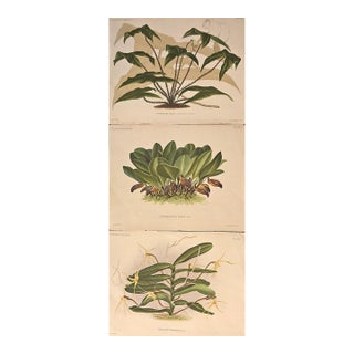 C1880s Set of 3- Antique Belgium Botanical Chromolithographs-Orchids For Sale