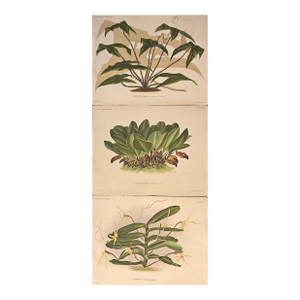 C1880s Set of 3- Antique Belgium Botanical Chromolithographs-Orchids
