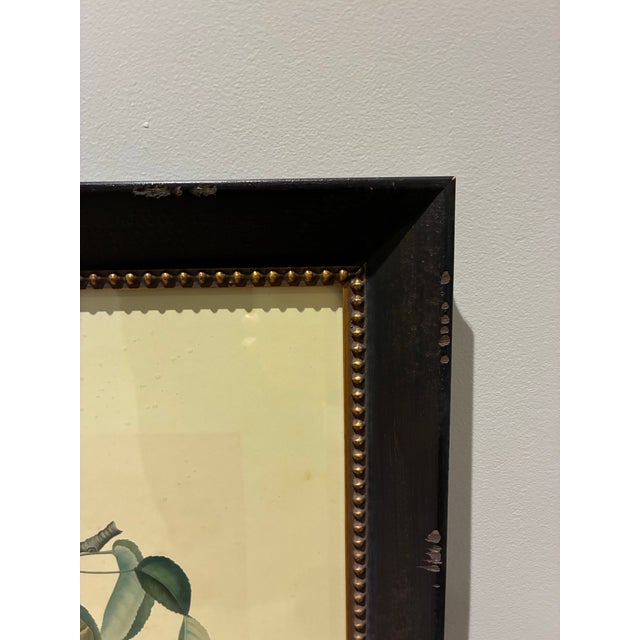 Vintage French Ambrette D’Été Botanical Pear Print in Distressed Black & Gold Frame For Sale - Image 4 of 5