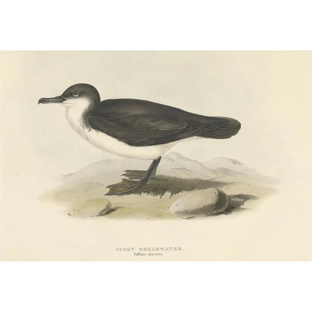 J. Gould, Dusky Shearwater Seabird, 1832, Paper For Sale