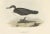 J. Gould, Dusky Shearwater Seabird, 1832, Paper For Sale