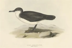 J. Gould, Dusky Shearwater Seabird, 1832, Paper