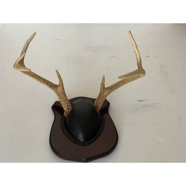 1940s Antique Deer Antlers Trophy With Board For Sale - Image 5 of 5