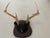 1940s Antique Deer Antlers Trophy With Board For Sale - Image 5 of 5