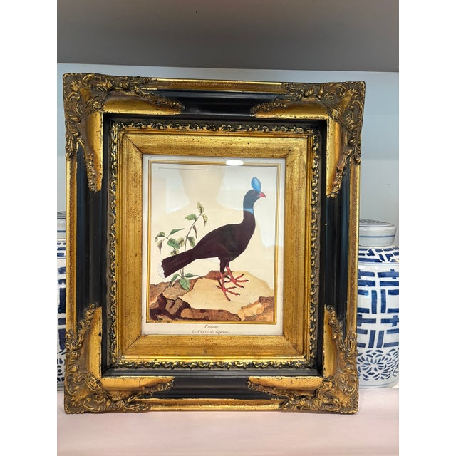 Vintage Framed French Ornithological Bird Print After Martinet Le Pierre De Cayenne Vintage French Natural History Bird...