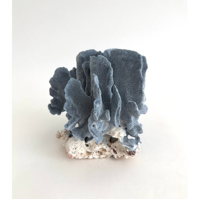 Natural Blue Coral Specimen Coastal Decor For Sale In Los Angeles - Image 6 of 6