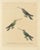 Huet & Prêtre, Hummingbird Illustrations, 1838, Paper For Sale