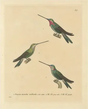 Huet & Prêtre, Hummingbird Illustrations, 1838, Paper