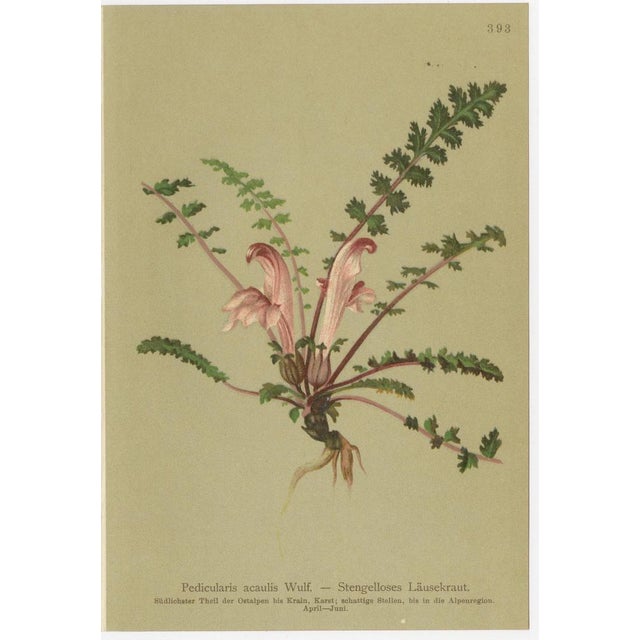 After Anton Hartinger, Pedicularis Wildflower from the Alps, 1897, Chromolithograph, Set of 8 For Sale - Image 10 of 12