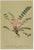 After Anton Hartinger, Pedicularis Wildflower from the Alps, 1897, Chromolithograph, Set of 8 For Sale - Image 10 of 12