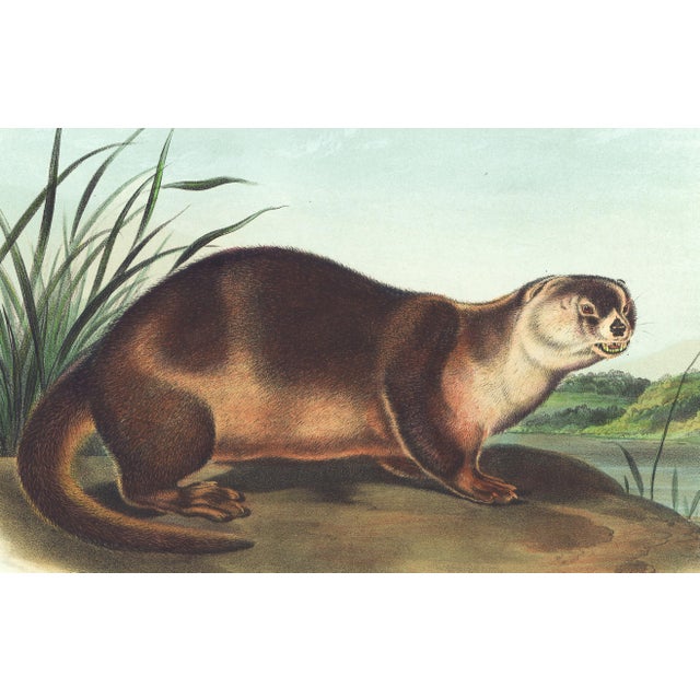 Original first edition Audubon stone lithograph from "The Viviparous Quadrupeds of North America", octavo edition, printed...