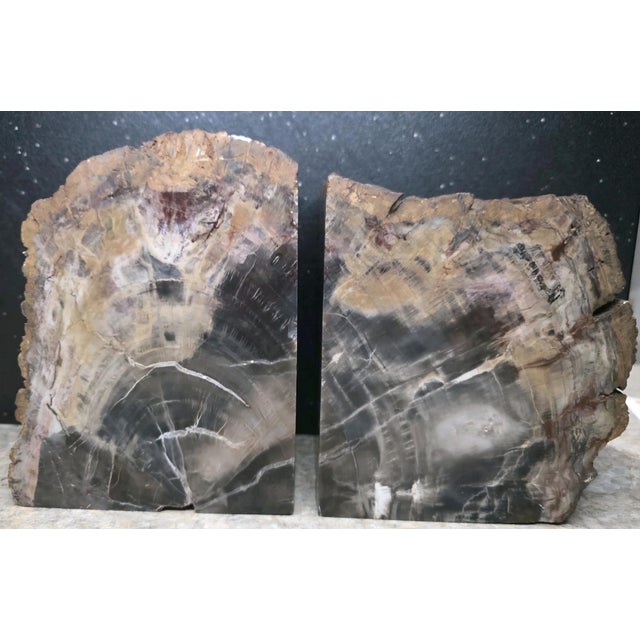 These XL Petrified Wood Bookends are a unique and stunning addition to any collection or home decor. Originating from the...