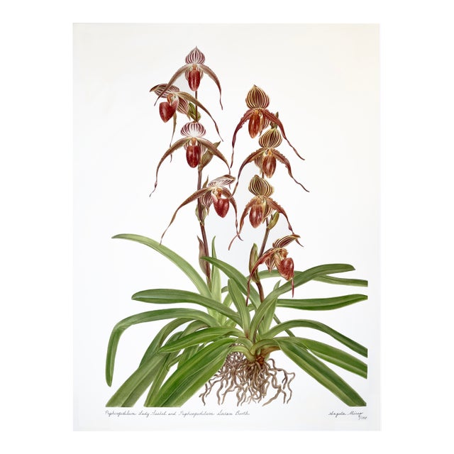 "Paphiopedilum Hybrid” Orchids Giclee Print Hand-Retouched by Angela Mirro For Sale