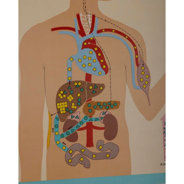 Metal Vintage School Poster Hormones, the Bodys Active Substances from Lehrmittelverlag Wilhelm Hagemann, 1970s For Sale - Image 7 of 10