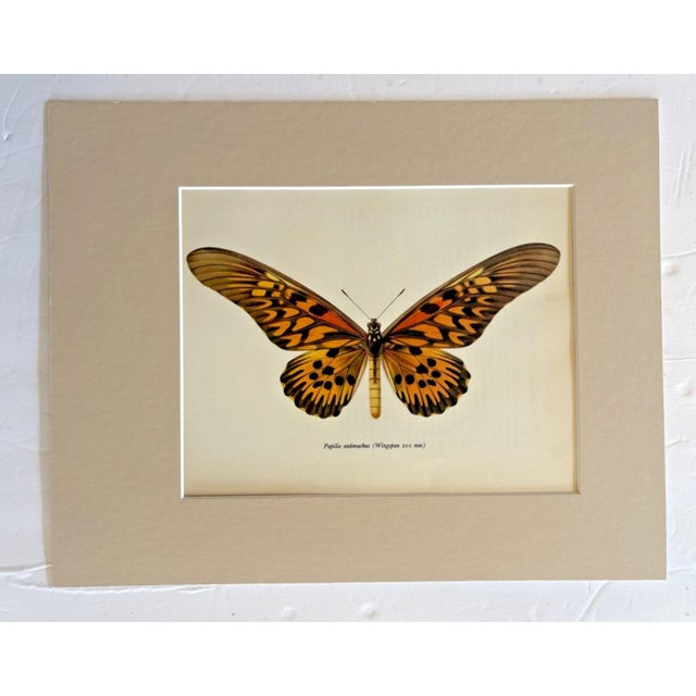 Realism Vintage 1965 Butterfly Print in 11x14 Mat: Papilio Antimachus (Drury), EUC For Sale - Image 3 of 3
