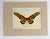 Realism Vintage 1965 Butterfly Print in 11x14 Mat: Papilio Antimachus (Drury), EUC For Sale - Image 3 of 3