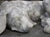 Stone Italian Volterra Alabaster Sleeping Hound Sculpture – Bardiglio Grey, 20th C. For Sale - Image 7 of 14
