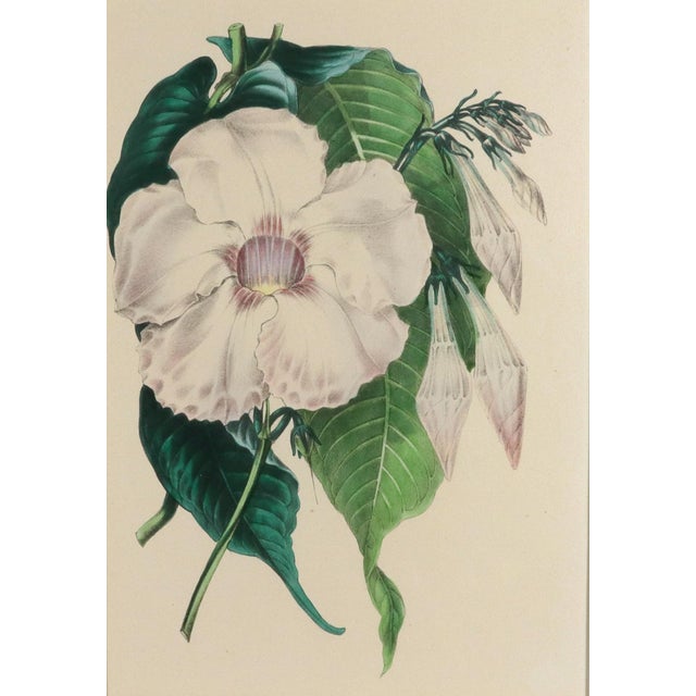 English Antique Botanical Prints by Sir Joseph Paxton From the Magazine of Botany For Sale - Image 3 of 16
