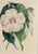 English Antique Botanical Prints by Sir Joseph Paxton From the Magazine of Botany For Sale - Image 3 of 16