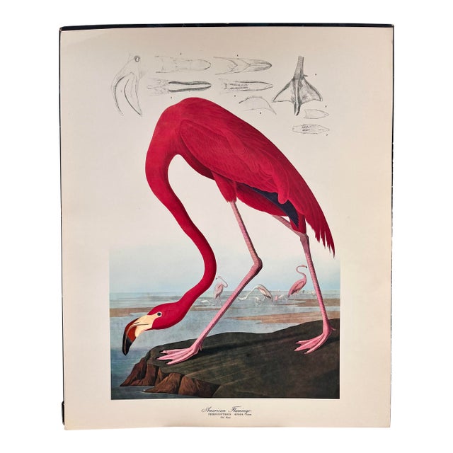 1964 Audubon Folio Lithograph Great Bird Paintings – “American Flamingo” 17x14 For Sale