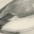 After Lilian Medland, Scaup and Mussels, 1909, Print For Sale - Image 4 of 9